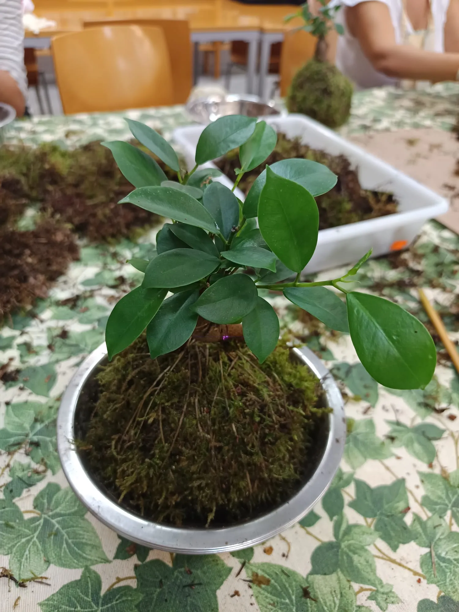 taller artesanal de kokedamas bonsai